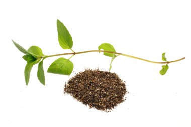 Nane mentha pulegium