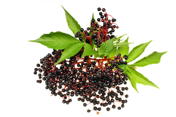 Black elderberry isolated — Stock Photo, Image