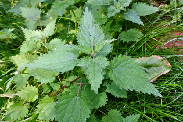 Common nettle, urtica dioica — Stock Photo, Image