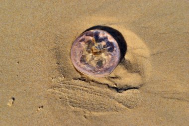 Queensland, Avustralya 'daki Noosa Ulusal Parkı' ndaki kumsalda bulunan denizanaları.