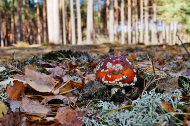 Ormanda zehirli kırmızı mantar amanita muscaria yetişiyor.