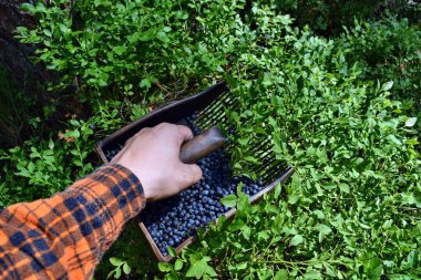 Adam ormanda özel bir tarakla yabanmersini topluyor.