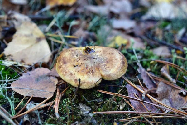 Mérgező Gomba Paxillus Involutus Erdőben — Stock Fotó