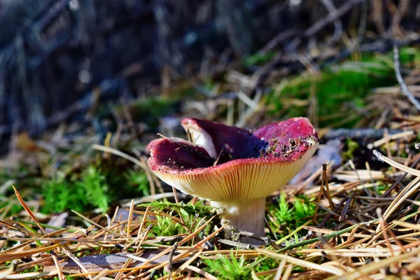 Rode Paddenstoel Russula Het Bos — Stockfoto