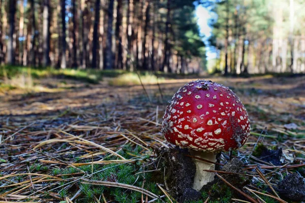 Toxic Red Mushroom Amanita Muscaria Growing Forest — Stock Photo, Image