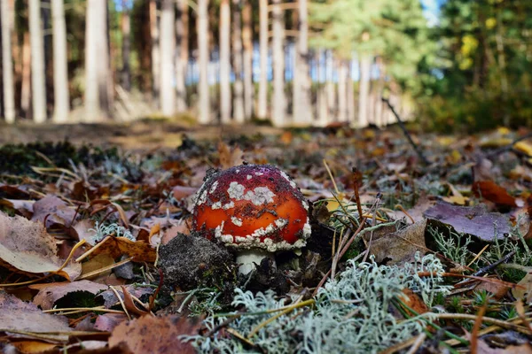 Лесу Растет Ядовитый Красный Гриб Amanita Muscaria — стоковое фото