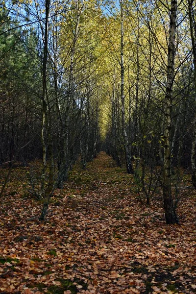 Beautiful Birch Forest Background Blue Sky — Stock Photo, Image