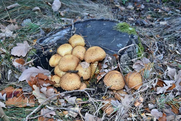 Pholiota Squarrosa Edible Mushroom Growing Forest Poland — Stock Photo, Image
