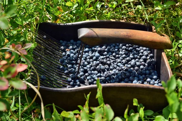 Special Comb Picking Blueberries Forest — Stock Photo, Image