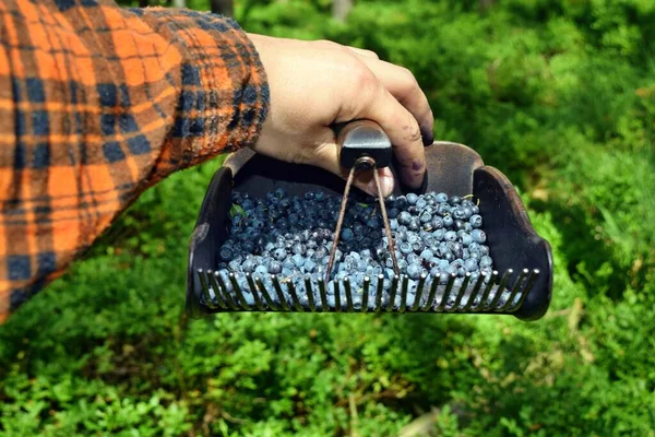 Homem Está Colhendo Mirtilos Com Pente Especial Floresta — Fotografia de Stock