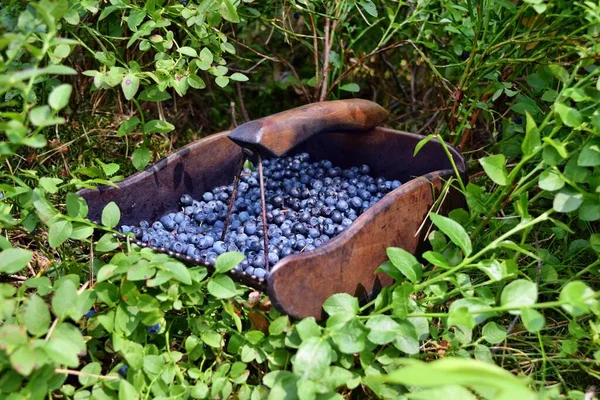 Special Comb Picking Blueberries Forest — Stock Photo, Image