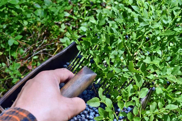Man Picking Blueberries Special Comb Forest — Stock Photo, Image