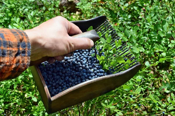 Man Picking Blueberries Special Comb Forest — Stock Photo, Image