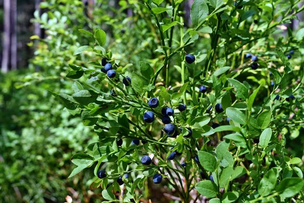 Gesunde Blaubeerpflanze Mit Reifen Früchten Sonnigem Wald Stockbild