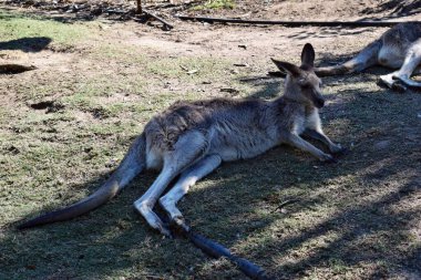  Queensland, Avustralya 'da dinlenen vahşi gri kanguru.