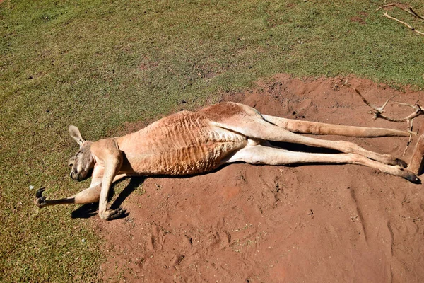 Very Muscular Wild Red Kangaroo Lying Hand Ground Queensland Australia — Stock Photo, Image