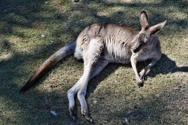 Wild Grey Kangaroo Resting Queensland Australia — Stock Photo, Image