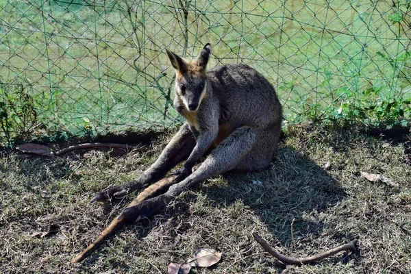 Jeune Kangourou Wallaby Gris Sauvage Mignon Assis Sur Herbe Dans — Photo