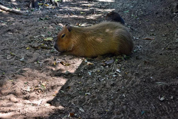 Prachtige Capybara Grazing Grond Het Park — Stockfoto