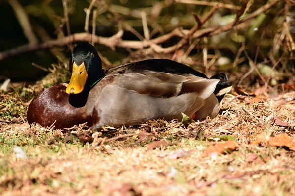 Canard Colvert Dans Marais Australien — Photo