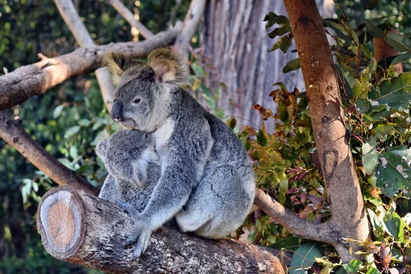 Vacker Koala Med Barnet Sitter Grenen Eukalyptus Australien — Stockfoto