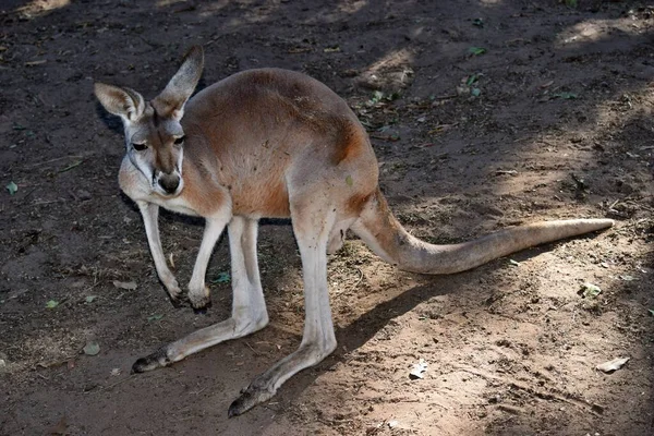 Dziki Czerwony Kangur Spoczywający Ziemi Queensland Australia — Zdjęcie stockowe