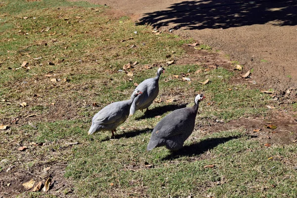 Guineafåglar Går Gården Queensland Australien Royaltyfria Stockfoton