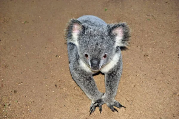 濒临绝种的野生塔斯马尼亚恶魔正在澳大利亚吃肉 — 图库照片