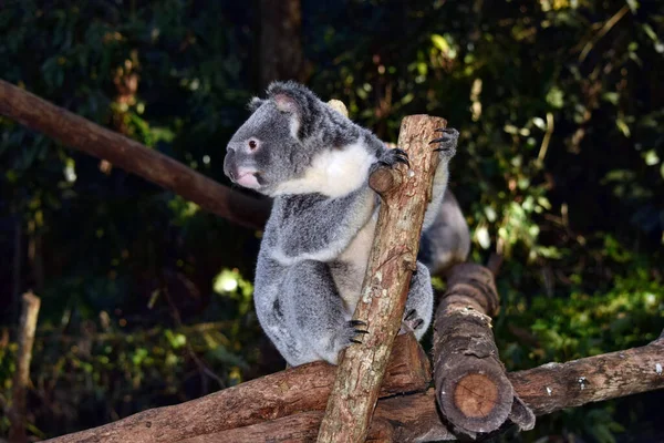 Koala Ramo Árvore Eucalipto Austrália — Fotografia de Stock