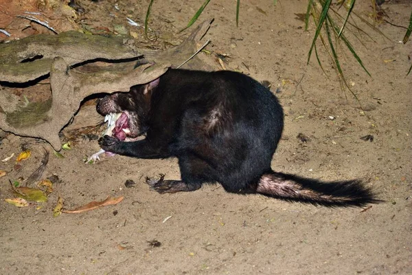 Wild Tasmanian Devil Endangered Extinction Eating Meat Australia — Stock Photo, Image