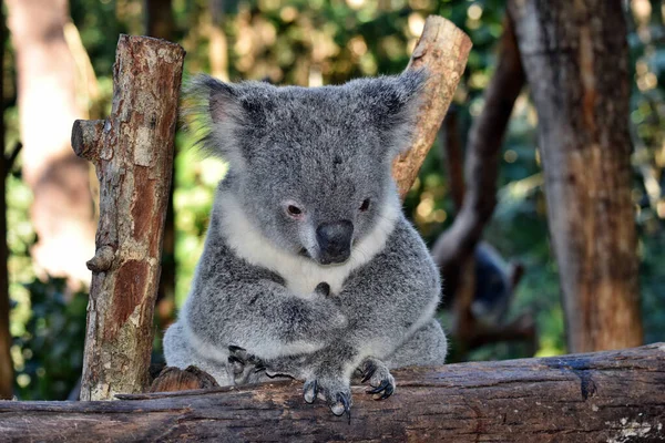 Lindo Koala Mirando Eucalipto Rama Árbol Australia —  Fotos de Stock