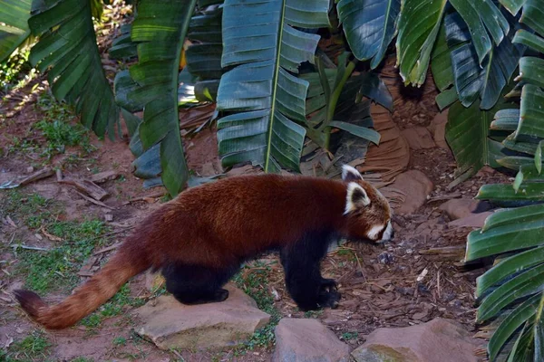 Zamknij Red Panda Ailurus Fulgens Słoneczny Dzień — Zdjęcie stockowe