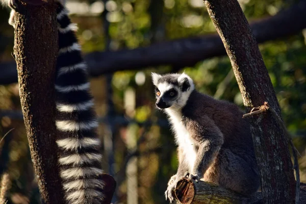 Piękny Młody Pierścień Ogon Lemur Gałęzi Drzewa — Zdjęcie stockowe