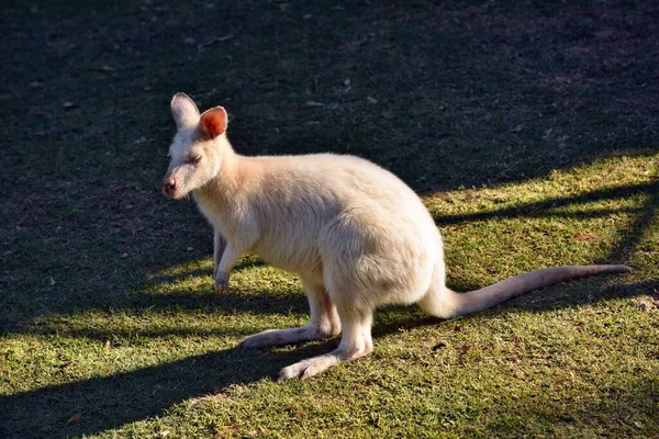 Όμορφη Σπάνια Ένα Αλμπίνο Καγκουρό Στο Πάρκο Στην Αυστραλία — Φωτογραφία Αρχείου