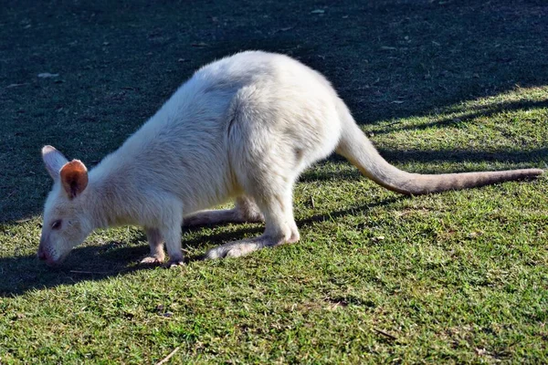 Vacker Sällsynt Albino Känguru Parken Australien — Stockfoto