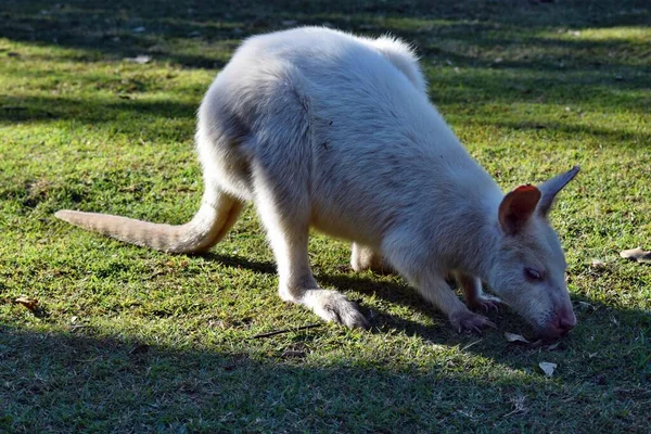 Avustralya Daki Parkta Nadir Bulunan Bir Albino Kanguru — Stok fotoğraf