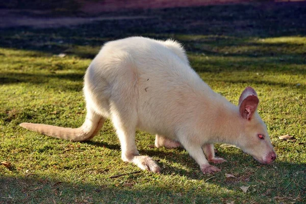Prachtige Zeldzame Albino Kangoeroe Het Park Australië — Stockfoto