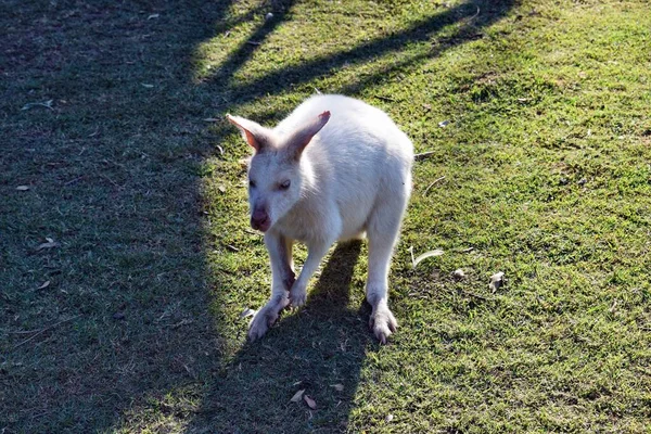 Prachtige Zeldzame Albino Kangoeroe Het Park Australië — Stockfoto