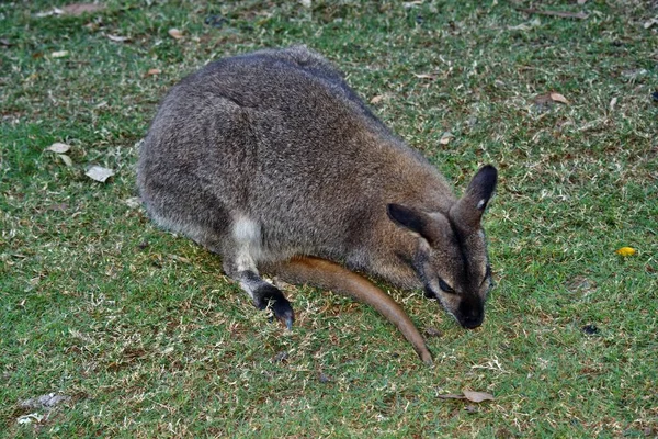 Ung Söt Vild Grå Wallaby Känguru Sitter Gräset Queensland Australien — Stockfoto
