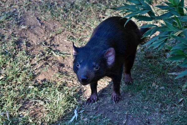 Divoký Tasmánský Ďábel Ohrožený Vyhynutím Austrálii — Stock fotografie