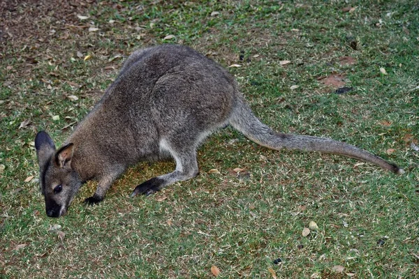 Joven Lindo Canguro Wallaby Gris Salvaje Sentado Hierba Queensland Australia — Foto de Stock