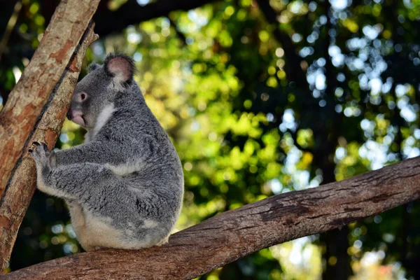 Koala Egy Faágon Eukaliptusz Ausztráliában — Stock Fotó