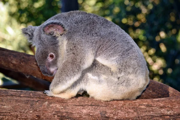 Niedlicher Koala Sitzt Auf Einem Ast Eukalyptus Australien — Stockfoto