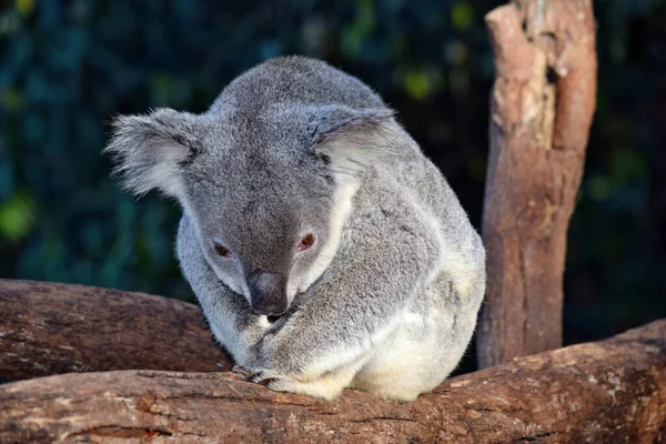 澳大利亚 可爱的考拉坐在桉树枝上 — 图库照片