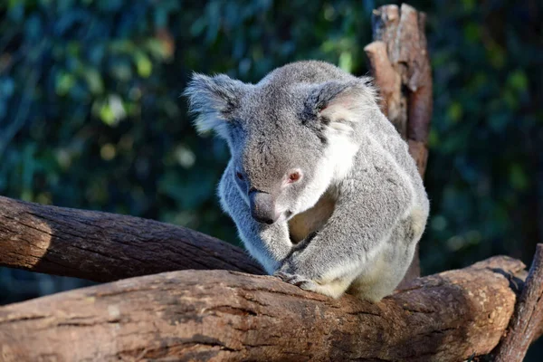 Cute Koala Siedzi Gałęzi Drzewa Eukaliptusa Australii — Zdjęcie stockowe