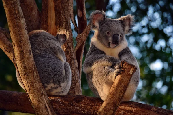 Dois Coalas Bonitos Sentados Ramo Árvore Eucalipto Austrália — Fotografia de Stock