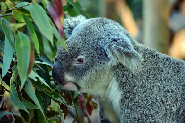 Aranyos Koala Eszik Eukaliptusz Egy Faágon Sunshine Coast Queensland Ausztrália — Stock Fotó