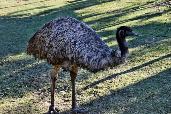 Divertido Emú Australiano Con Grandes Ojos Anaranjados Dromaius Novaehollandiae — Foto de Stock