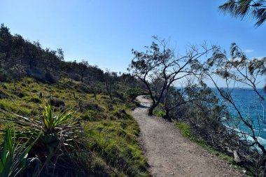 Queensland Avustralya 'daki Noosa Ulusal Parkı' nda muhteşem bir okyanus manzarası olan orman yolu.