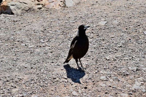 Australian Magpie Gymnorhina Tibicen Noosa National Park Sunshine Coast Queensland — Fotografia de Stock